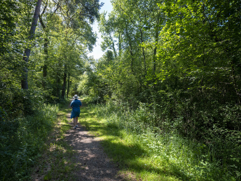 drusenheim-foret-rhenane-promenade-nature-rhin-decouverte