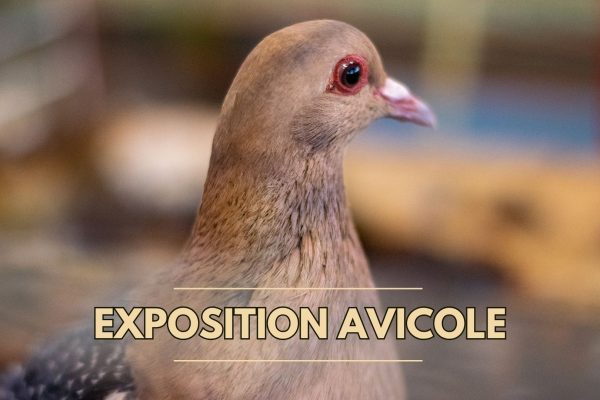 251129-30 - expo aviculture - Drusenheim
