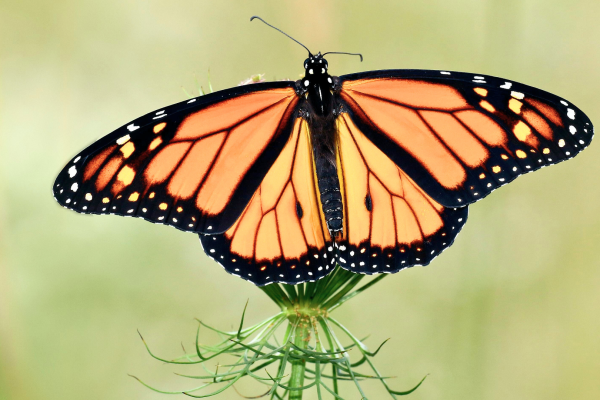 2603- semaine alternatives pesticides