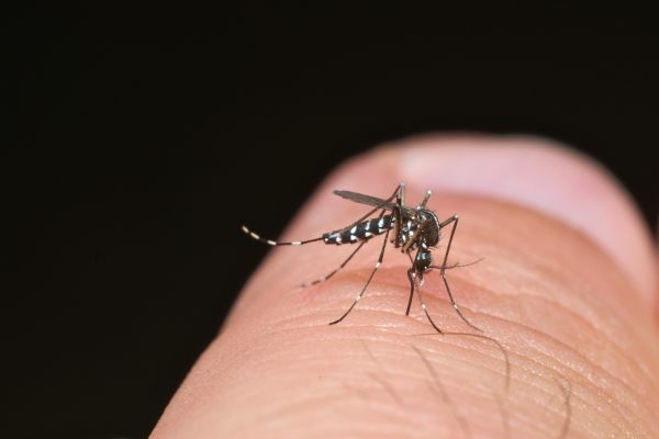 Tiger mosquito (Aedes albopictus) ready for bite human skin