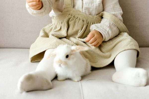 petits lapin (2)