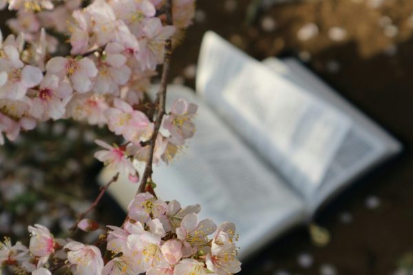 pexels-littérature japonaise