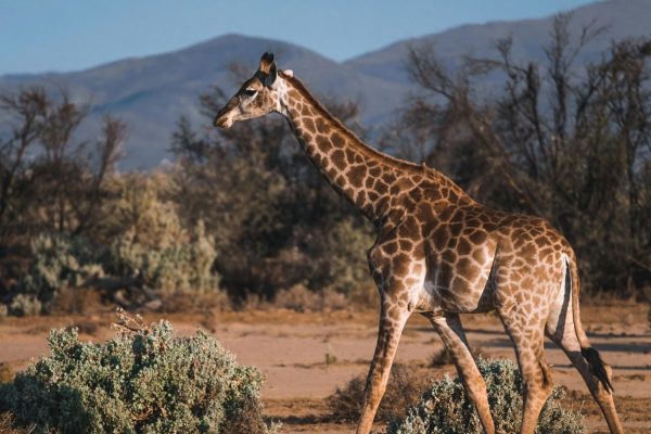 mercredi on lit savane (2)